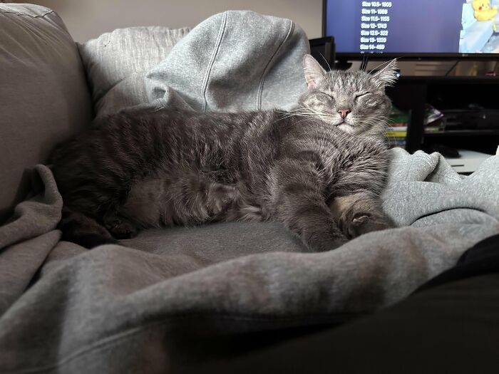 Gray cat sleeping comfortably on a gray sweatshirt on a couch