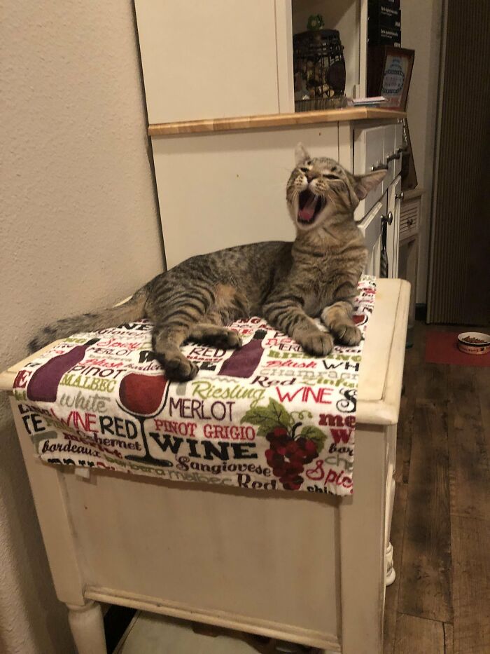 Yawning tabby cat lying on a wine-themed cloth on a small cabinet
