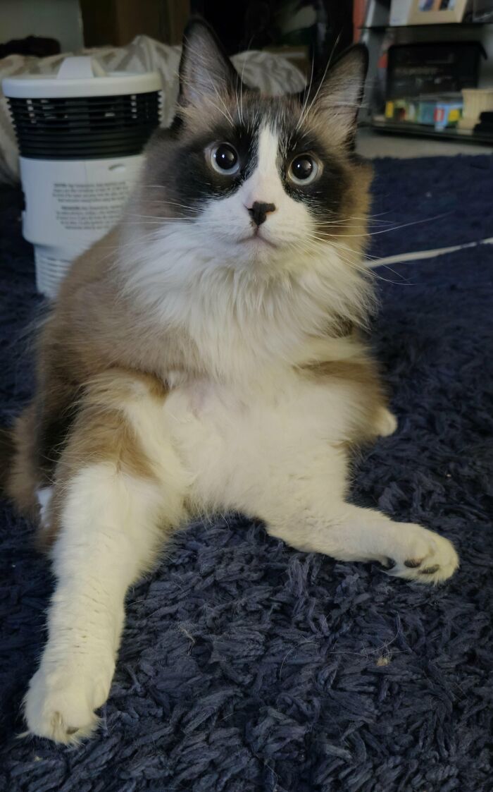 Fluffy ragdoll cat sitting alert on a dark blue carpet