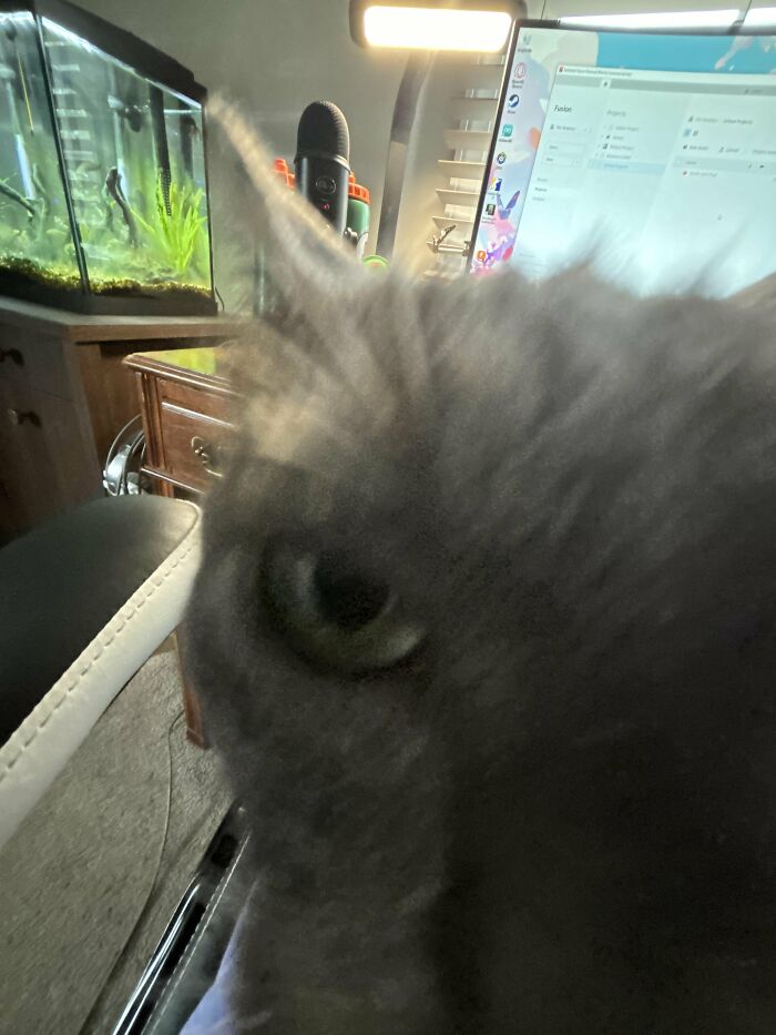 Close-up of a gray cat's face with blurred background including computer and fish tank