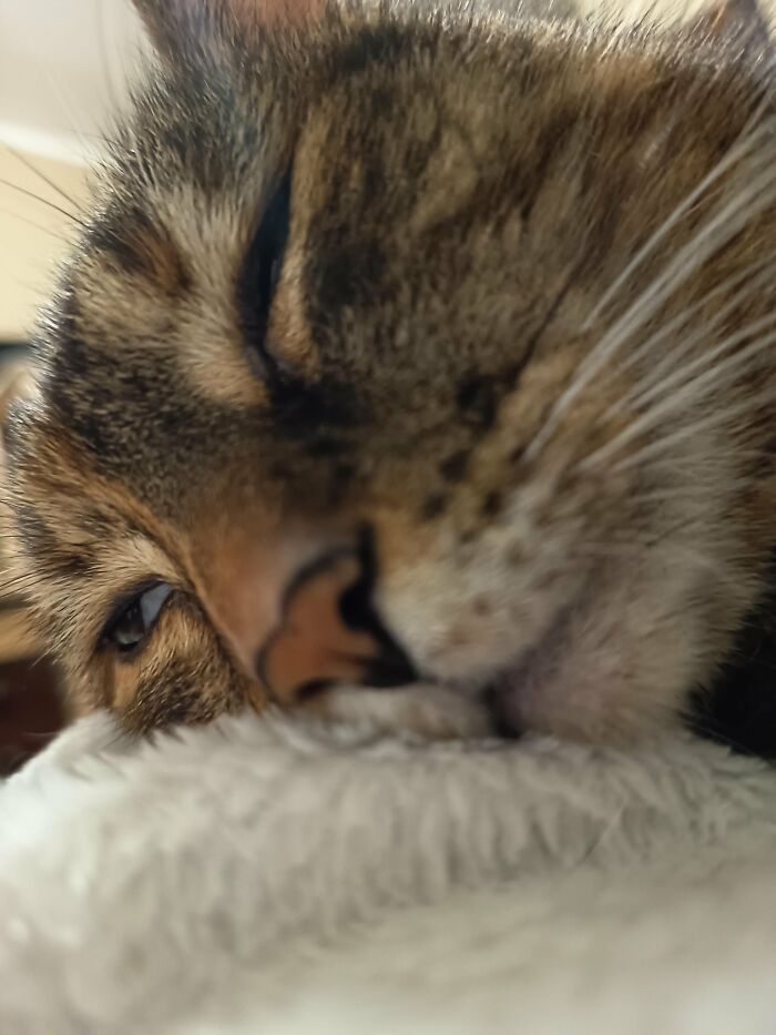 Extreme close-up of a tabby cat's face resting on a soft white surface