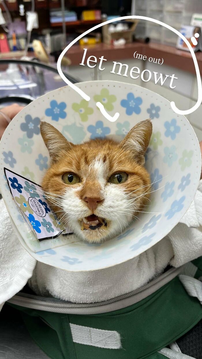 Cute cat wearing a floral cone collar looking distressed in a funny cat picture