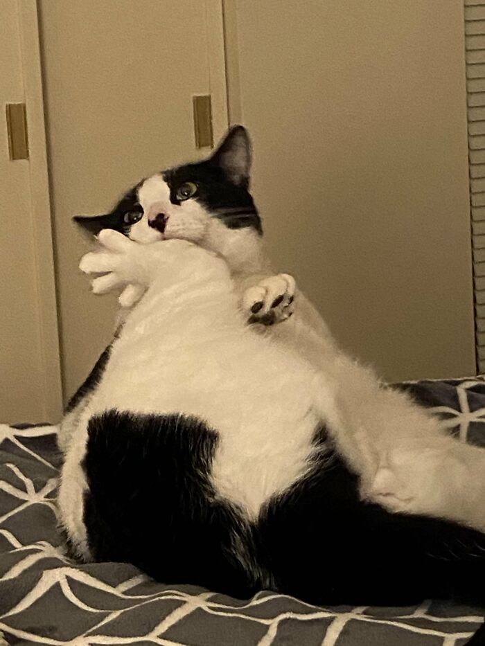 Black and white cat making a funny expression while grooming itself on a bed