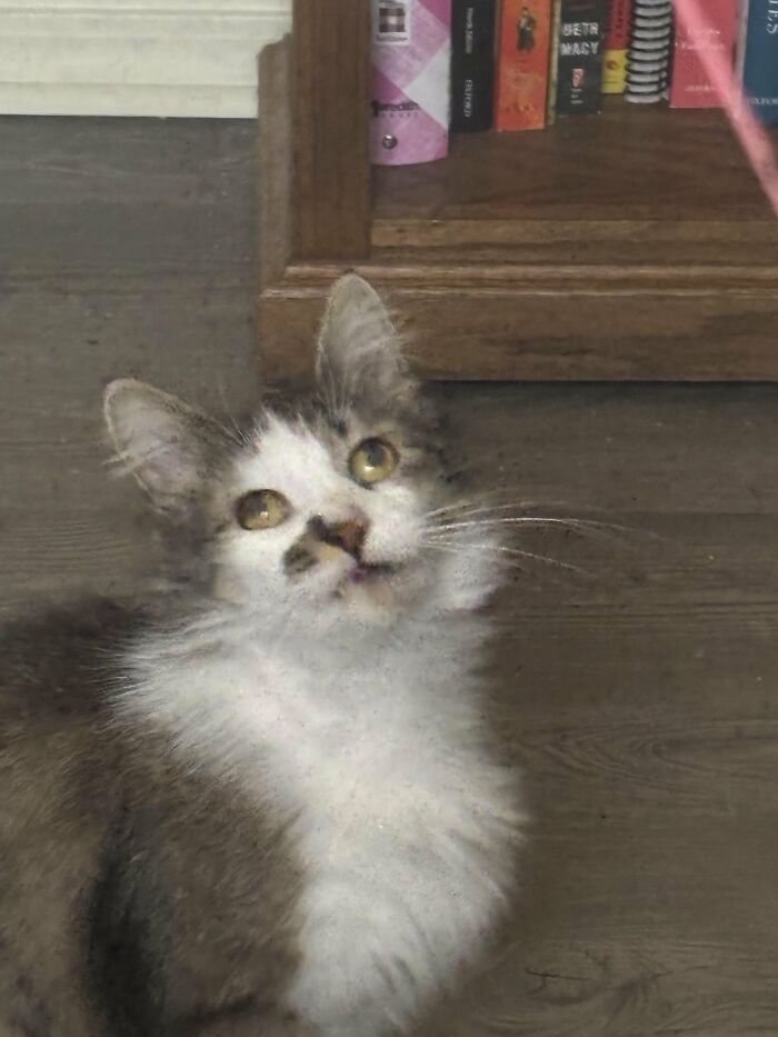 Fluffy kitten with yellow eyes looking up next to a wooden shelf