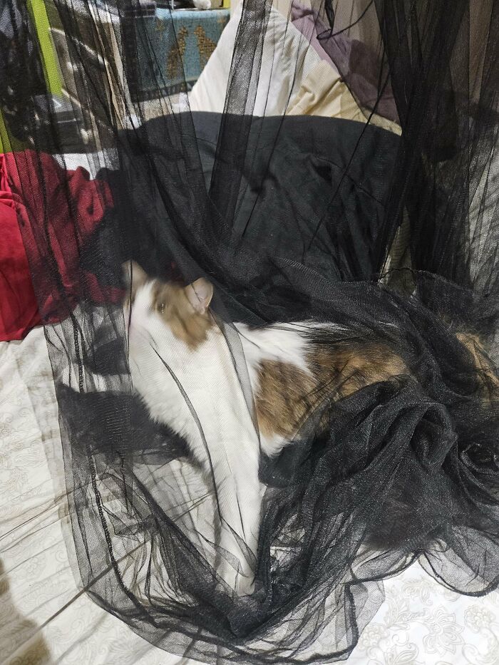 Cat tangled in black netting on a bed with colorful sheets
