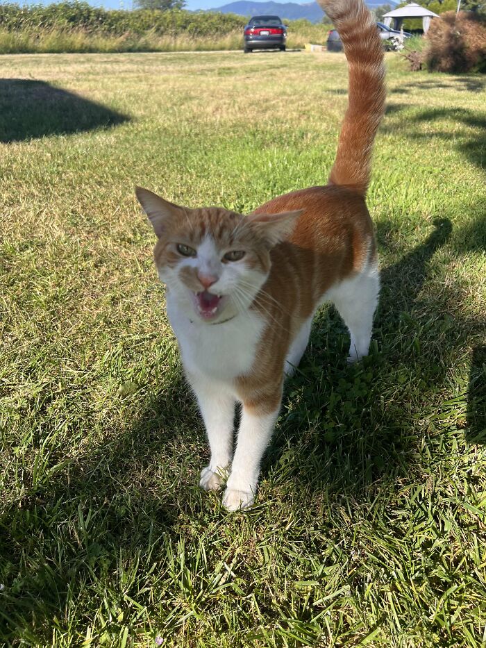Orange and white cat outside meowing on green grass