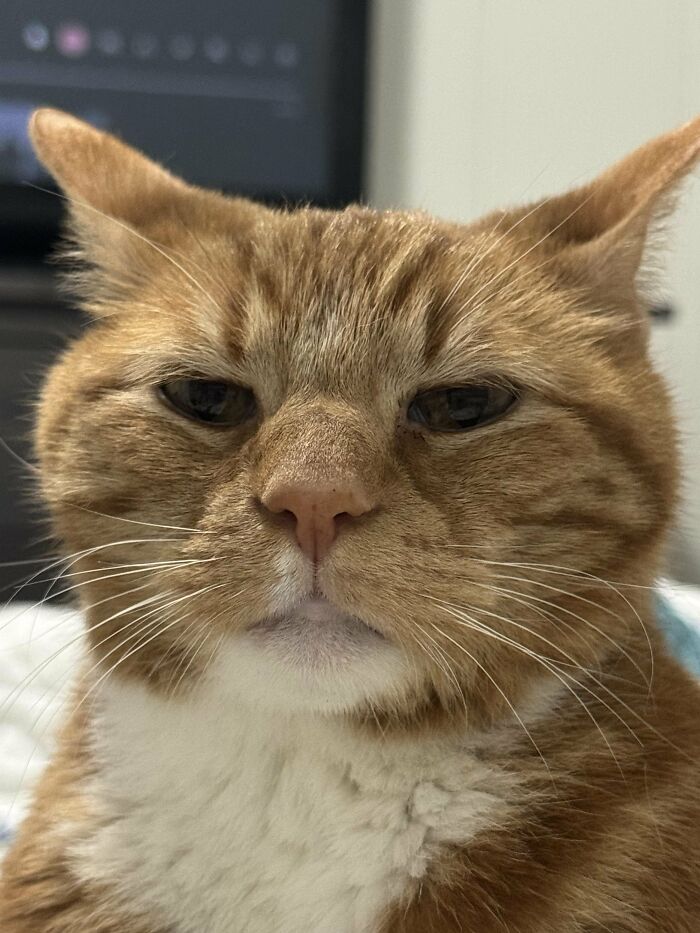 Close-up of orange tabby cat with a serious expression indoors