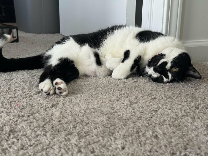 Black and white cat lying on carpet in a cute odd position