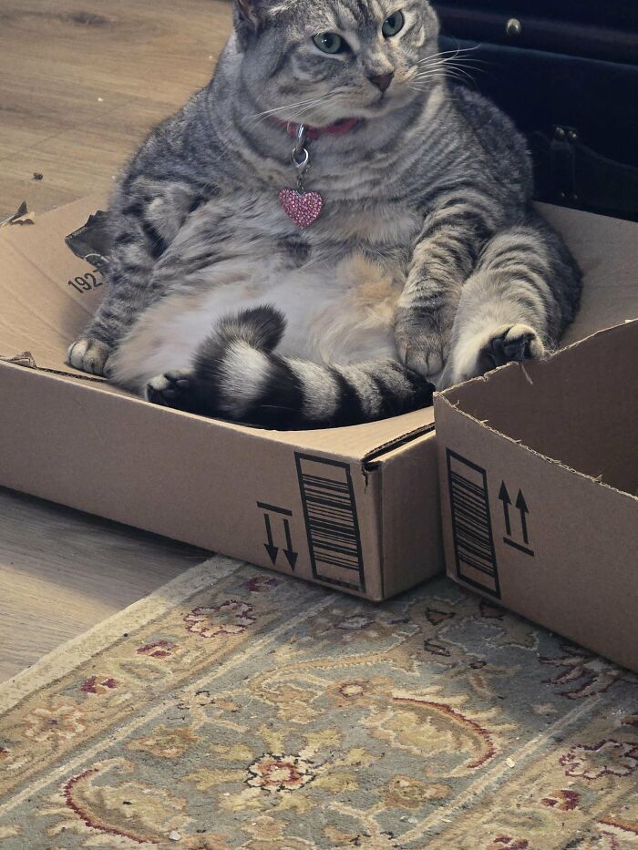 Overweight tabby cat sitting awkwardly in a cardboard box on a patterned rug