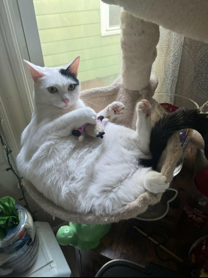 White cat lying awkwardly in cat tree with toy