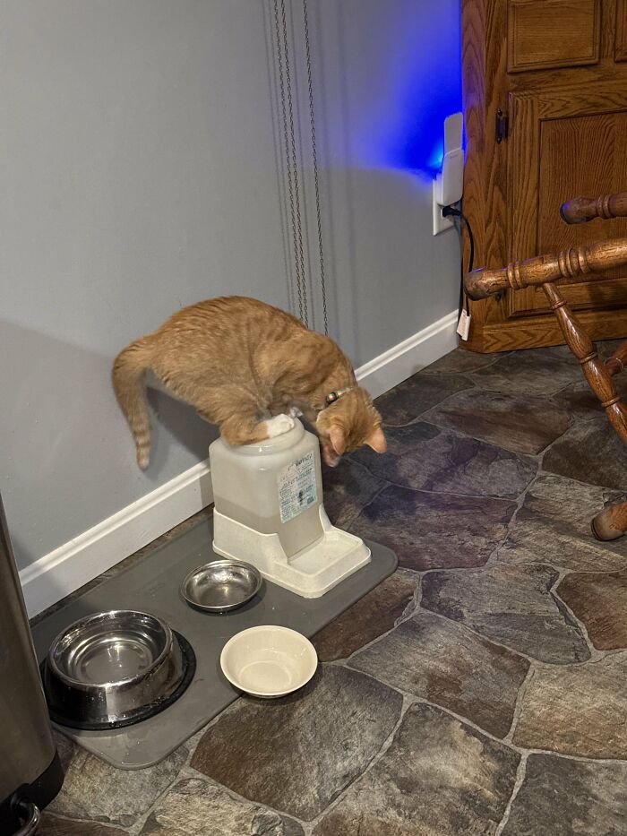 Orange kitten balancing on top of water dispenser