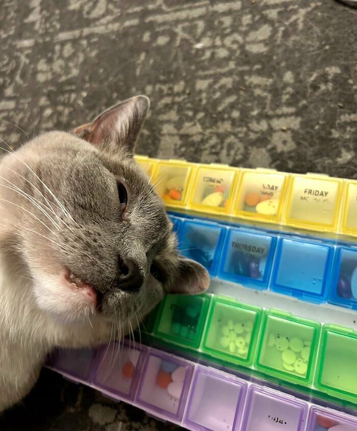 Gray cat resting head near pill organizer with open mouth