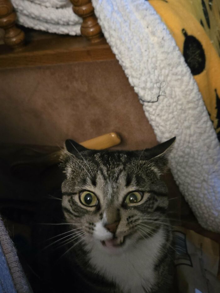 Tabby cat making a startled face inside a cozy space