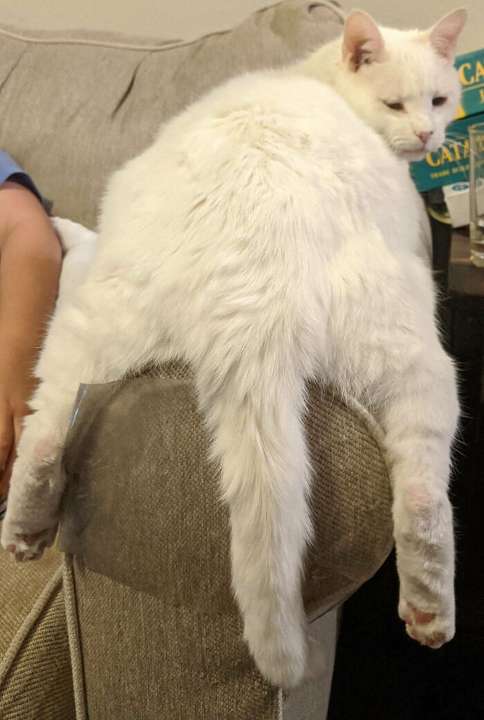 White cat draped over couch armrest in a funny cat pose