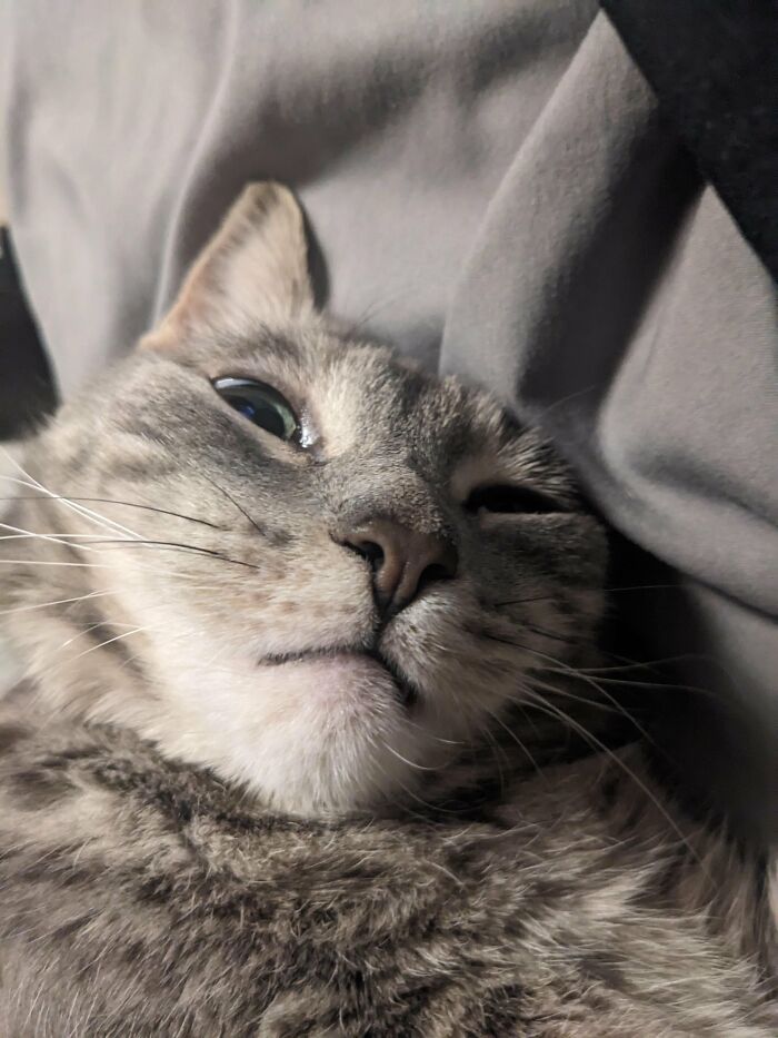Close-up of gray cat winking in playful cat photo