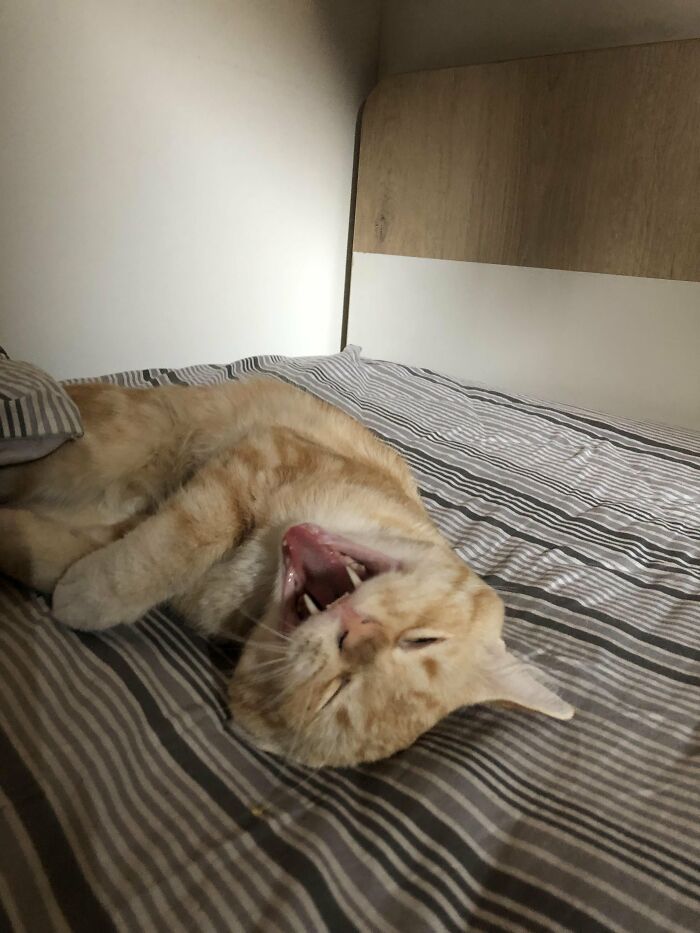 Orange tabby cat yawning on striped bed in adorable cat picture