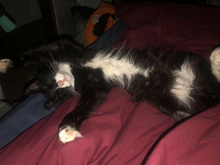 Black and white cat lying on bed stretching in funny cat image