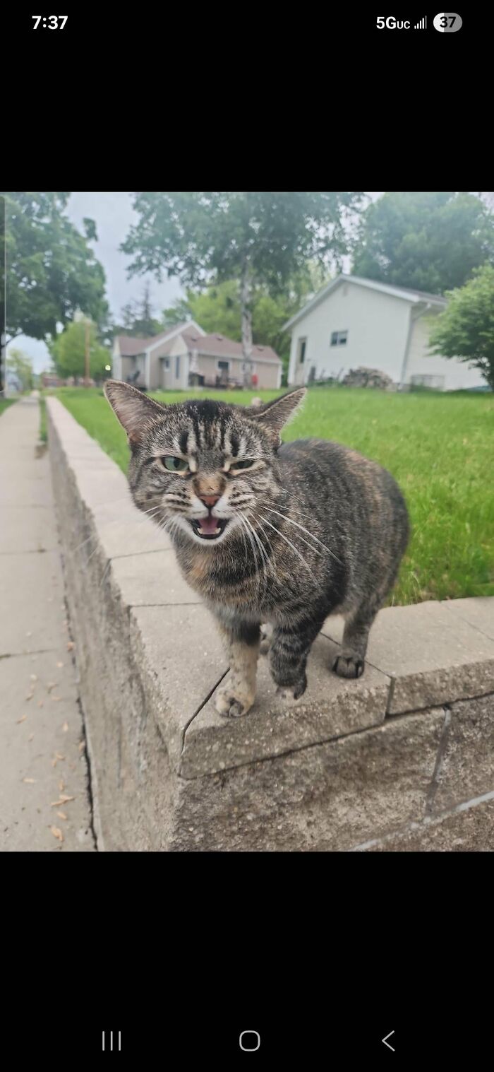 Tabby cat winking next to houses in outdoor cat picture