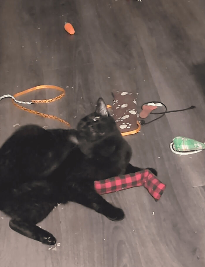 Black cat lying among toys on dark floor in cat photo