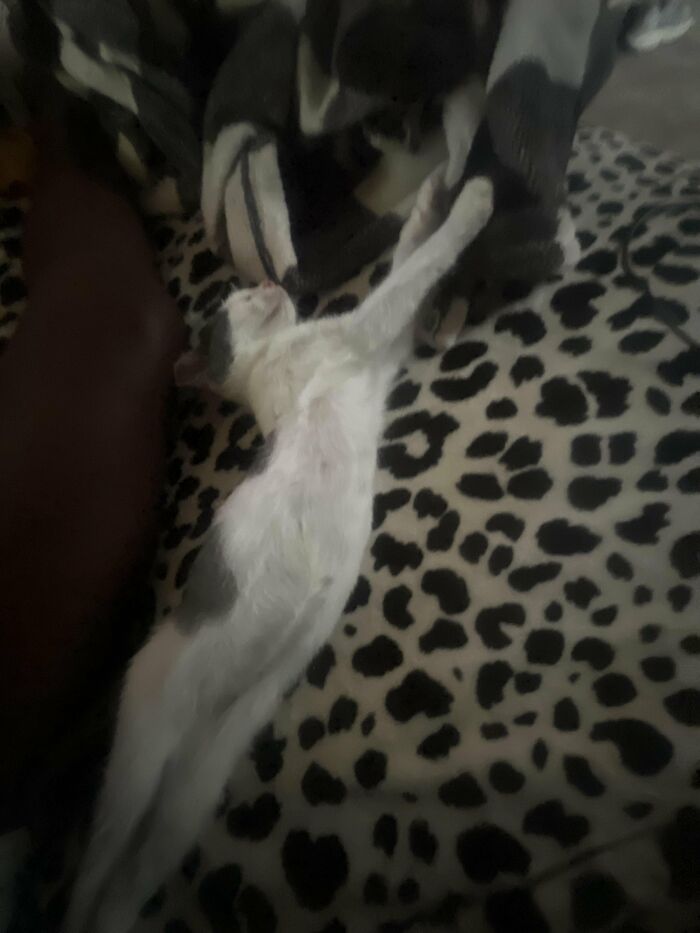 White and gray cat stretching on patterned blanket cat photo