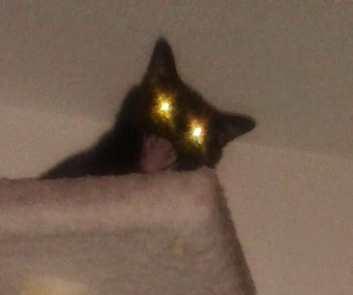 Black cat with glowing eyes and open mouth in funny cat picture