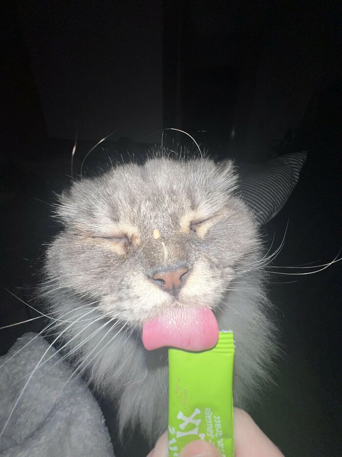 Gray cat licking treat with eyes closed in cute cat photo