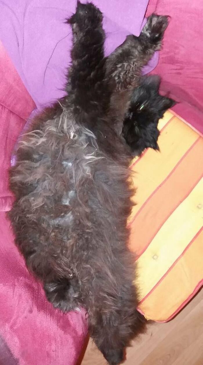 Fluffy black cat stretched out in an awkward cat photo