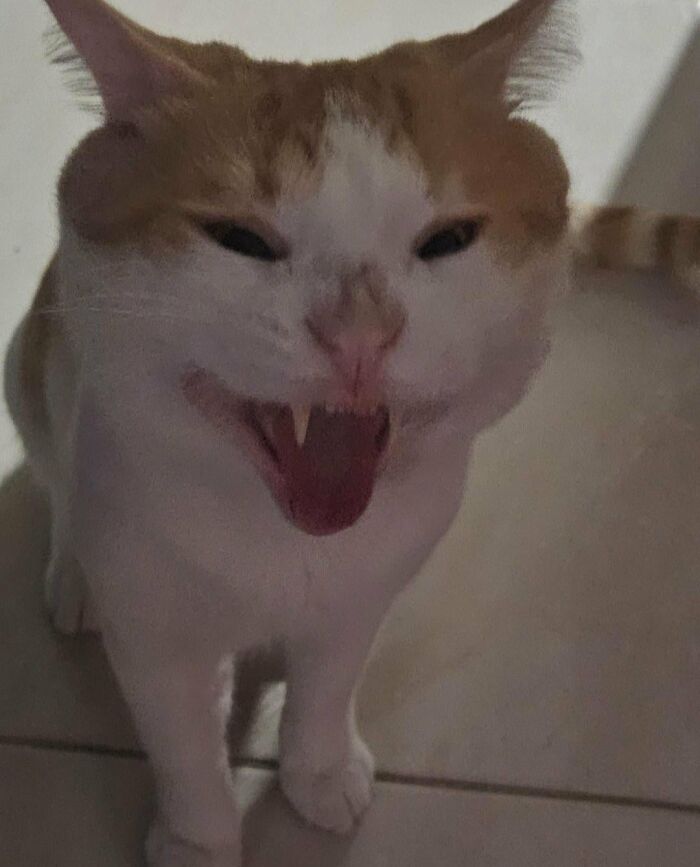 Close up of cute cat showing teeth in funny cat picture