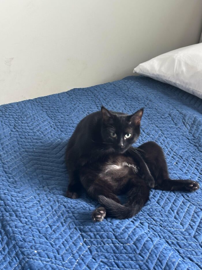 Black cat sitting awkwardly on a blue quilted bedspread