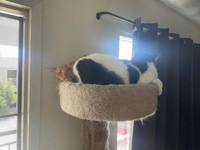Two cats resting together in a cat bed near a window
