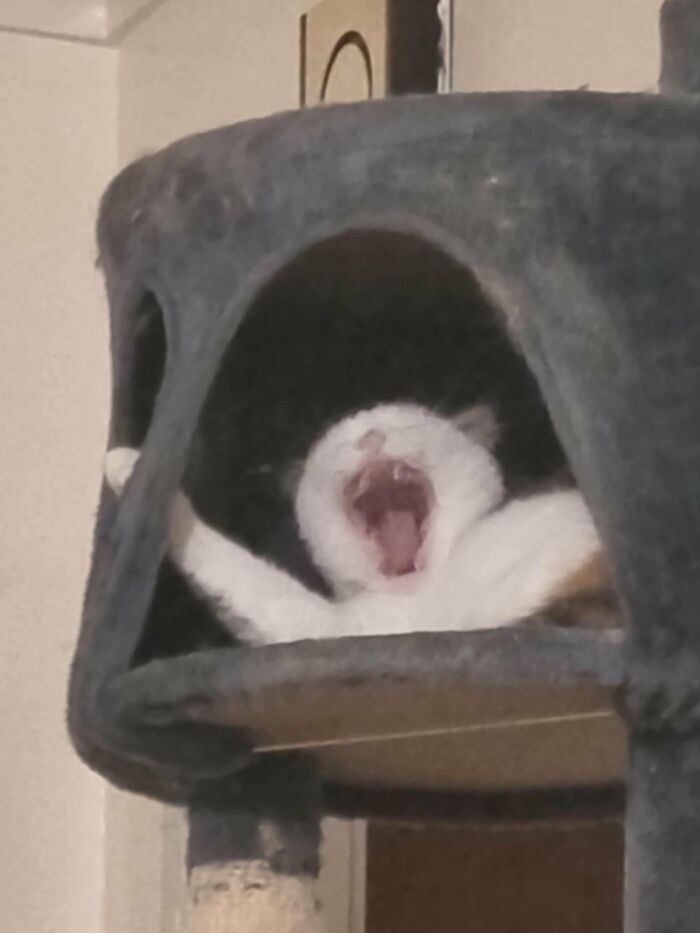 Cat yawning inside a black cat tower with a round opening