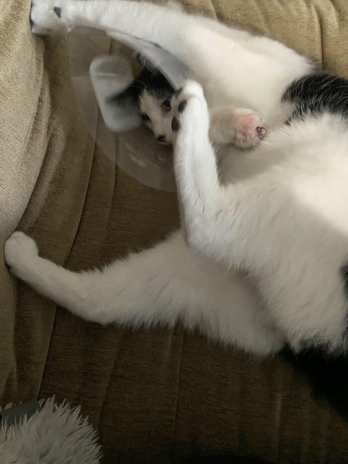 Black and white cat wearing a cone collar lying on a sofa