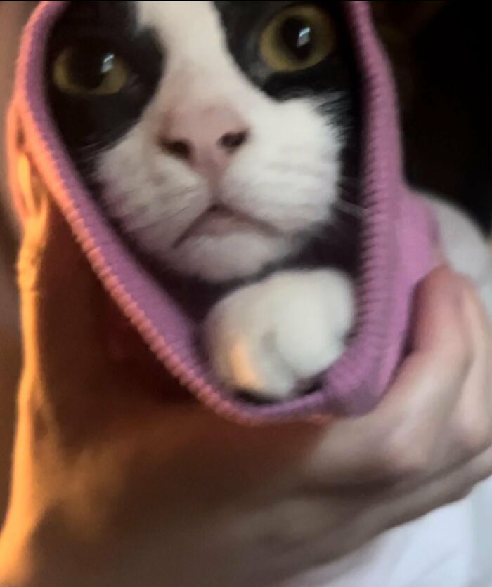 Close-up of a cat with black and white fur wrapped in a purple cloth