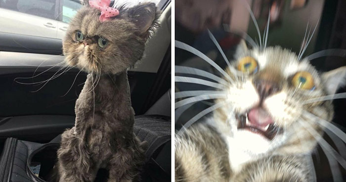 88 Of The Worst Pictures People Have Of Their Cats That Are Still Incredibly Cute