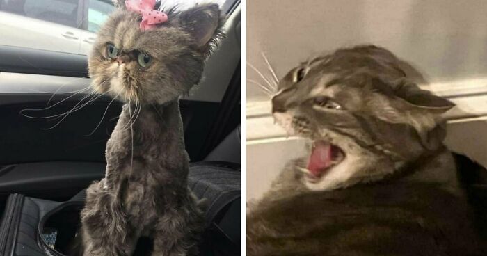 88 Of The Worst Pictures People Have Of Their Cats That Are Still Incredibly Cute