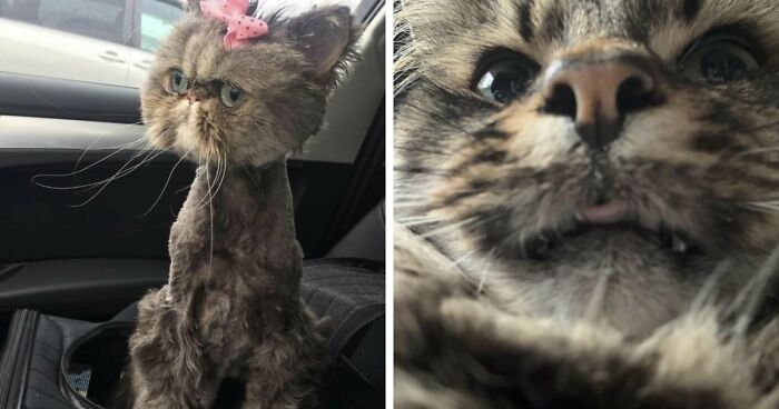 88 Of The Worst Pictures People Have Of Their Cats That Are Still Incredibly Cute