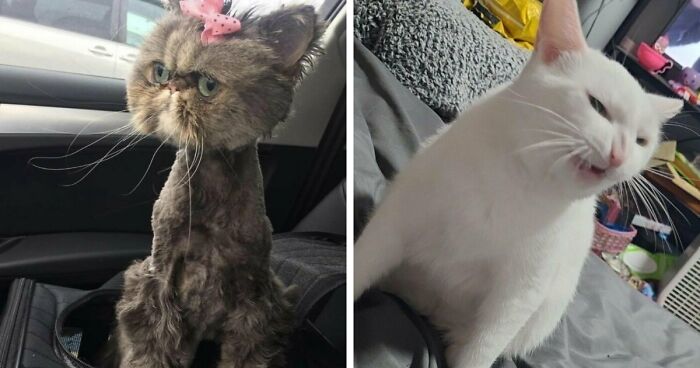 88 Of The Worst Pictures People Have Of Their Cats That Are Still Incredibly Cute