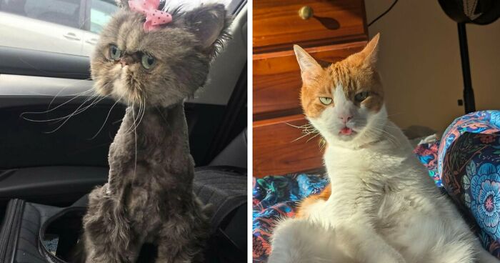 88 Of The Worst Pictures People Have Of Their Cats That Are Still Incredibly Cute