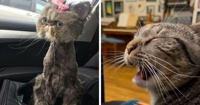 88 Of The Worst Pictures People Have Of Their Cats That Are Still Incredibly Cute