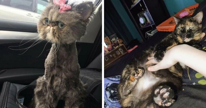 88 Of The Worst Pictures People Have Of Their Cats That Are Still Incredibly Cute