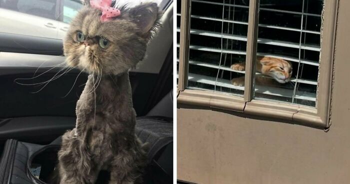 88 Of The Worst Pictures People Have Of Their Cats That Are Still Incredibly Cute