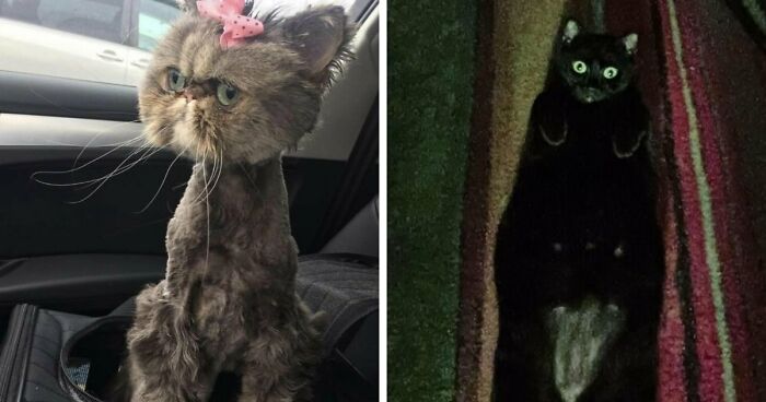 88 Of The Worst Pictures People Have Of Their Cats That Are Still Incredibly Cute