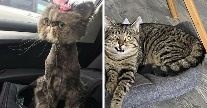 88 Of The Worst Pictures People Have Of Their Cats That Are Still Incredibly Cute