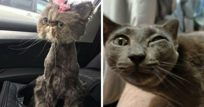 88 Of The Worst Pictures People Have Of Their Cats That Are Still Incredibly Cute