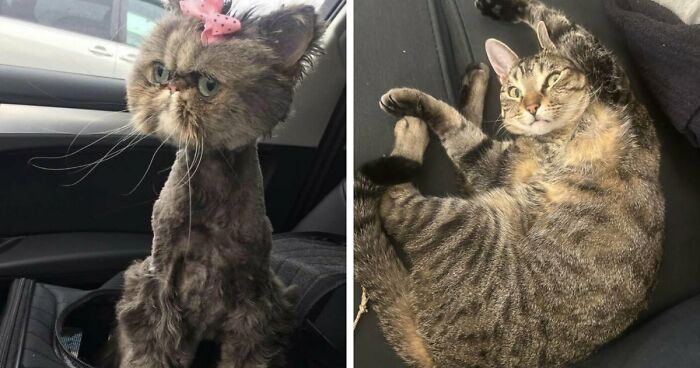 88 Of The Worst Pictures People Have Of Their Cats That Are Still Incredibly Cute