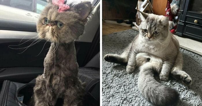 88 Of The Worst Pictures People Have Of Their Cats That Are Still Incredibly Cute