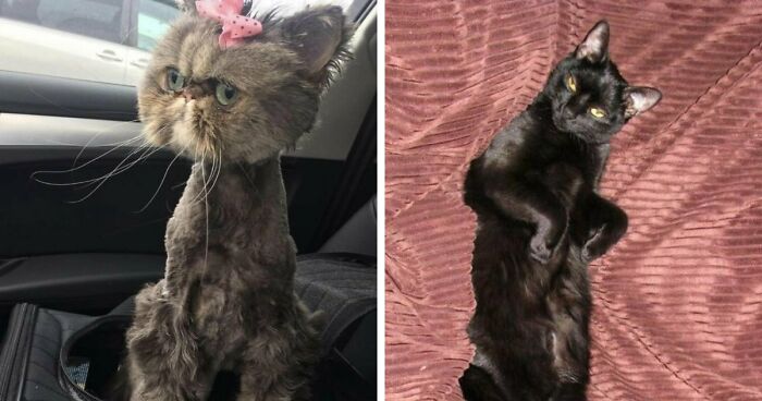 88 Of The Worst Pictures People Have Of Their Cats That Are Still Incredibly Cute