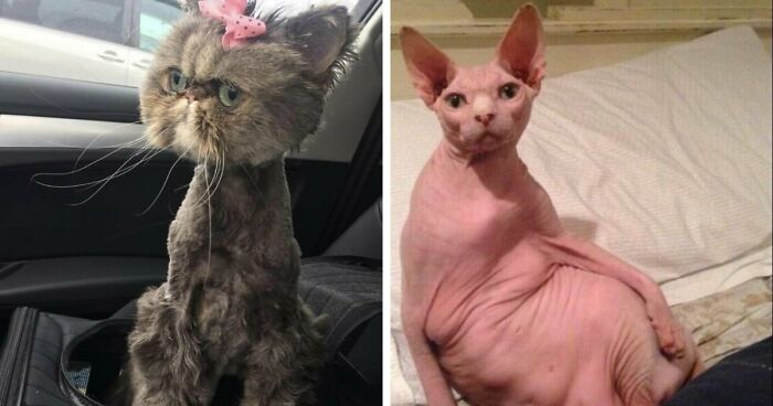 88 Of The Worst Pictures People Have Of Their Cats That Are Still Incredibly Cute