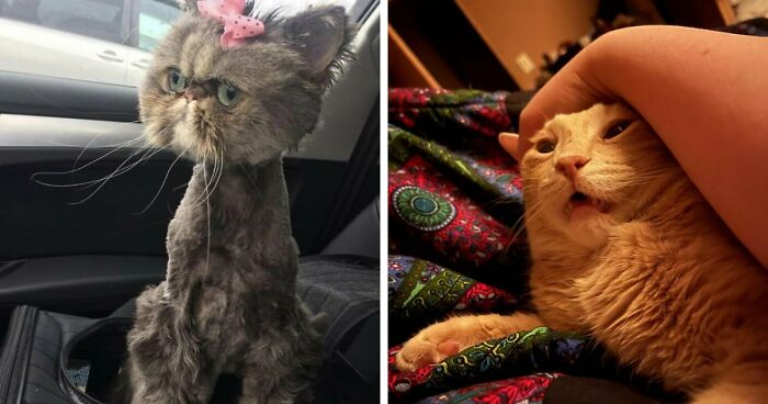 88 Of The Worst Pictures People Have Of Their Cats That Are Still Incredibly Cute
