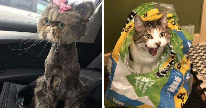 88 Of The Worst Pictures People Have Of Their Cats That Are Still Incredibly Cute